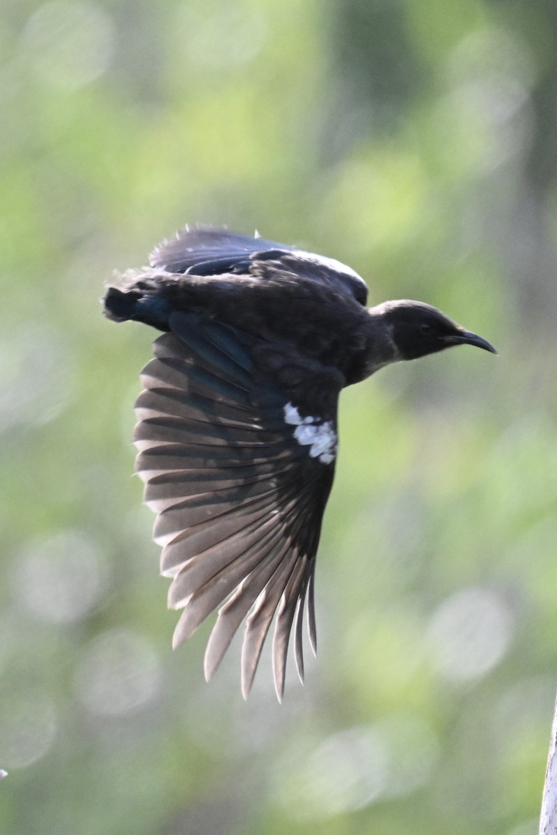 Tui - ML633640210