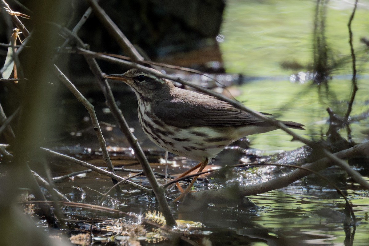 Louisiana Waterthrush - ML633640226