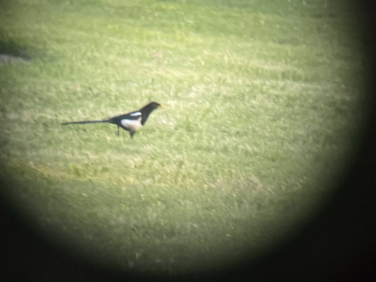 Yellow-billed Magpie - ML633640253