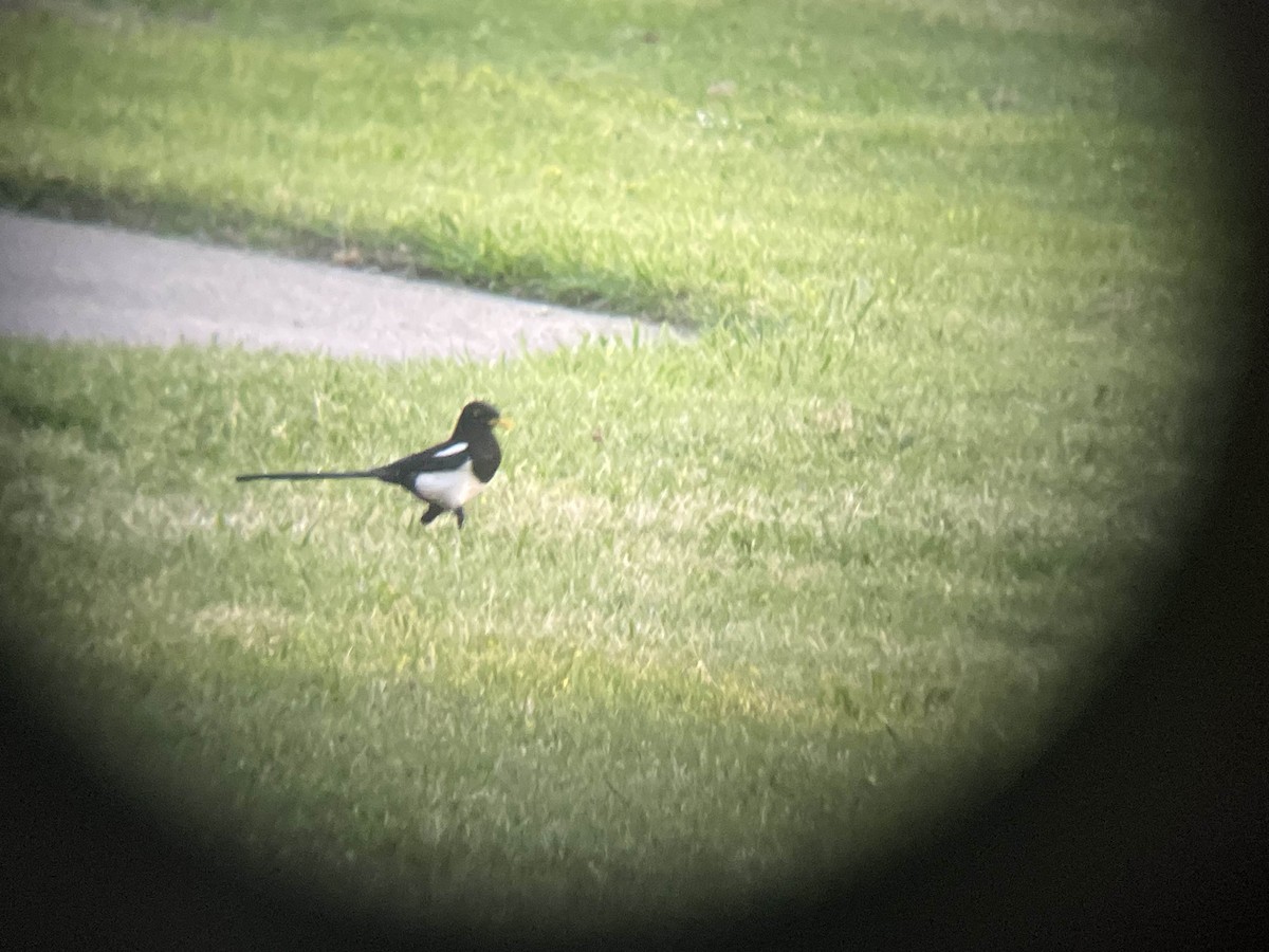 Yellow-billed Magpie - ML633640254