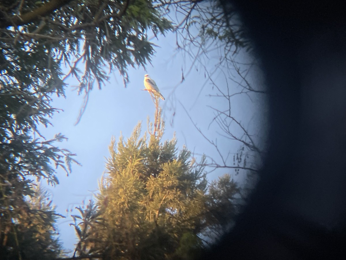 White-tailed Kite - ML633640259