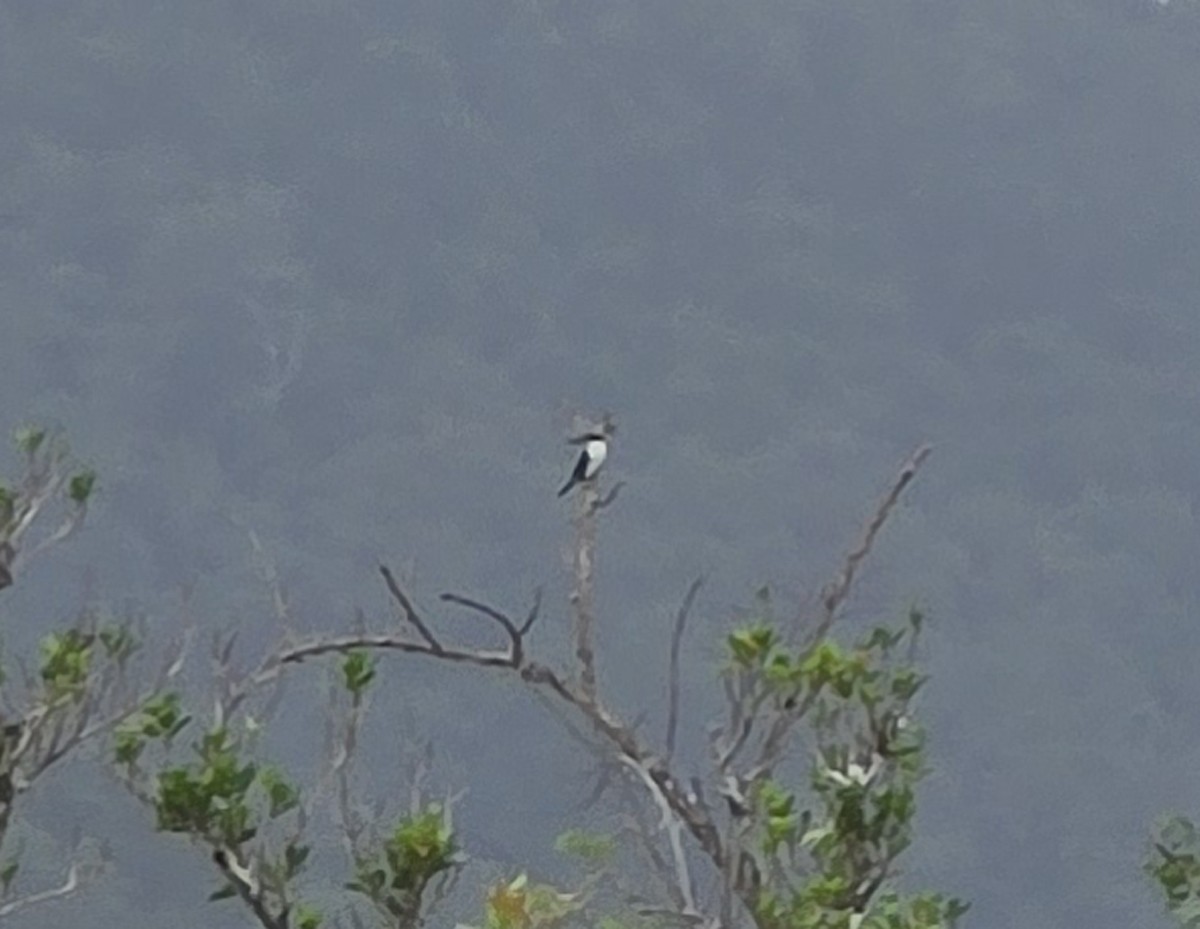 Torresian Kingfisher - ML633640262