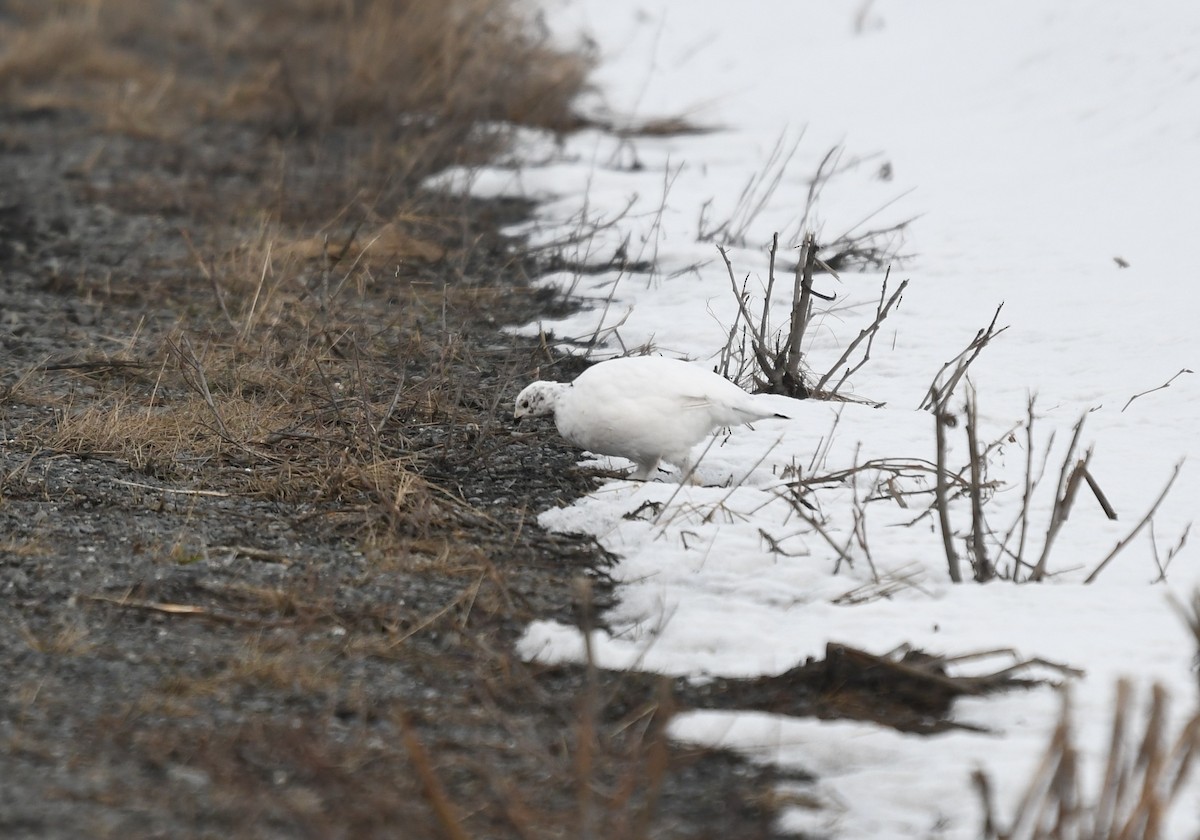 Willow Ptarmigan - ML633640322
