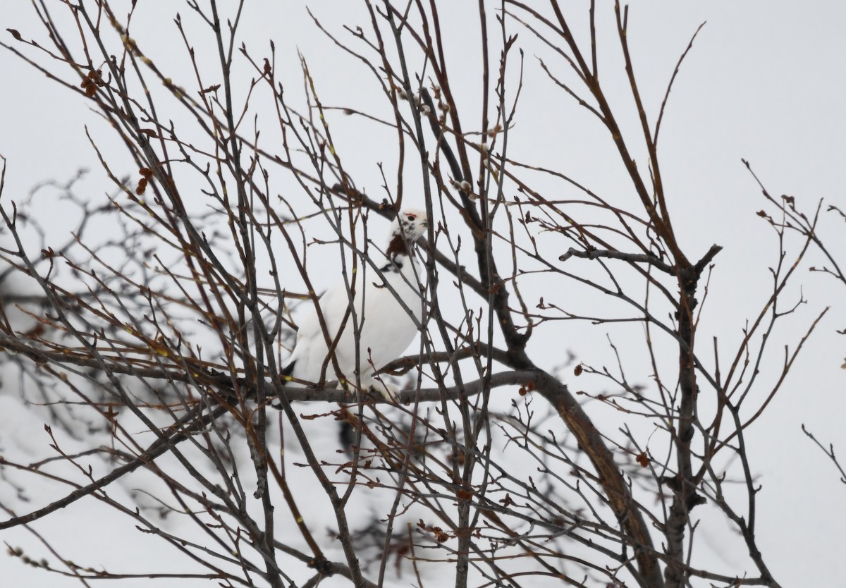 Willow Ptarmigan - ML633640323