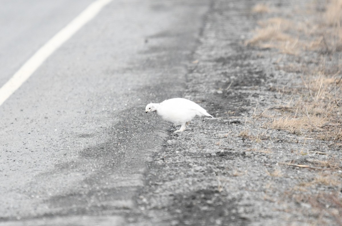 Willow Ptarmigan - ML633640324
