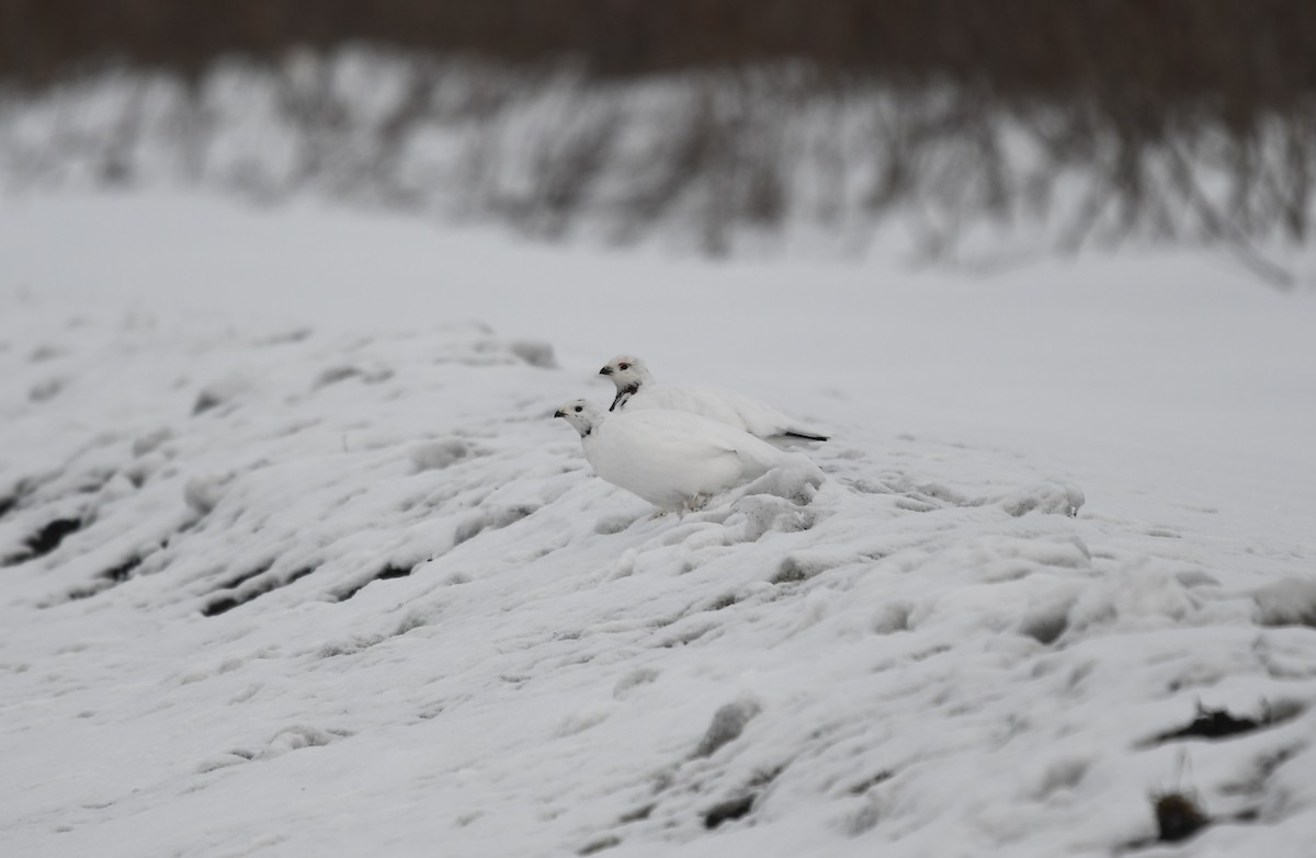 Willow Ptarmigan - ML633640325