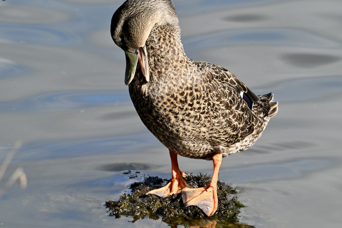 Mallard x Pacific Black Duck (hybrid) - ML633640333