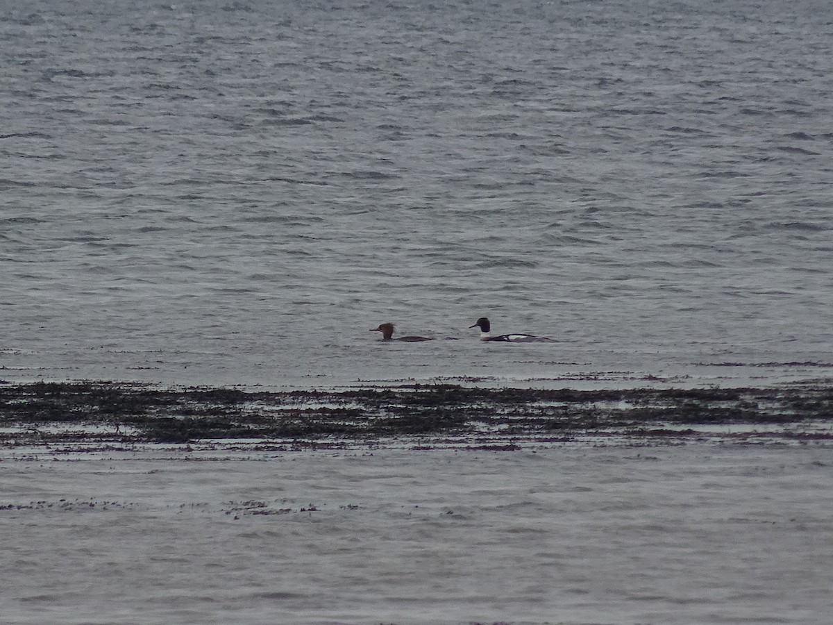 Red-breasted Merganser - ML633640336