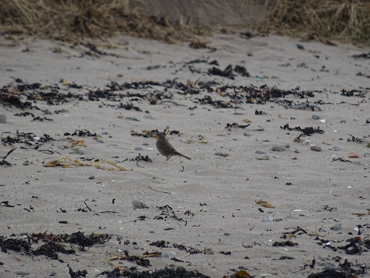 Rock Pipit - ML633640342