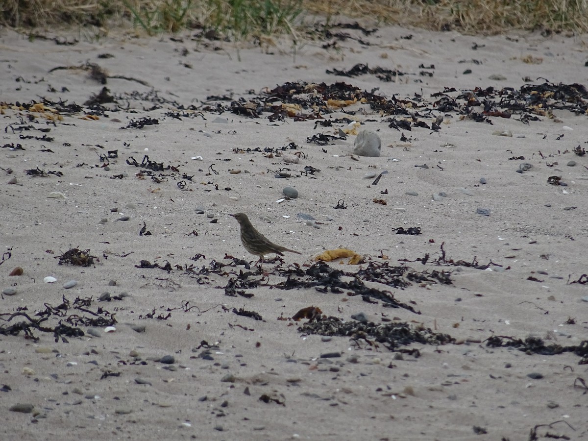 Rock Pipit - ML633640343