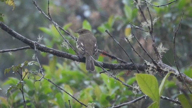 Mountain Elaenia - ML633640354
