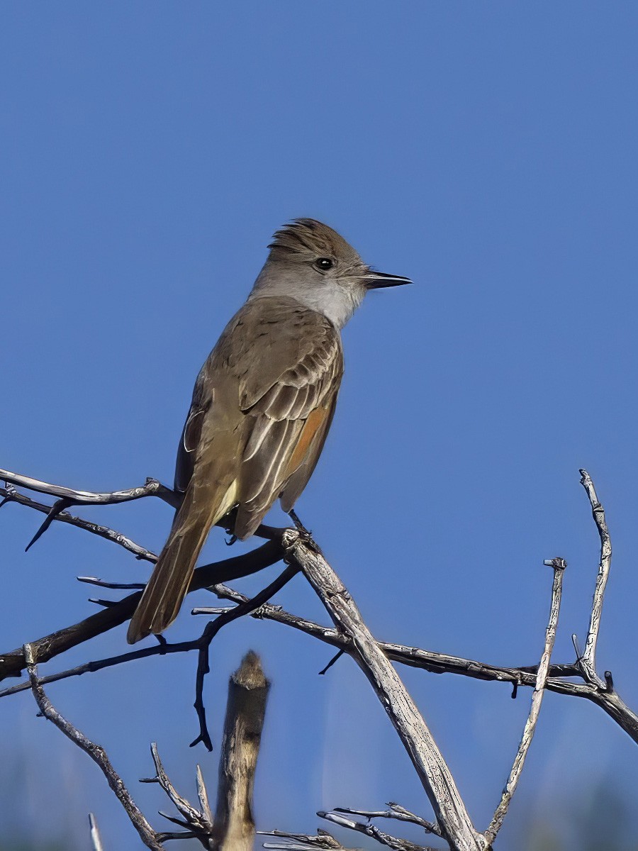 Ash-throated Flycatcher - ML633640387