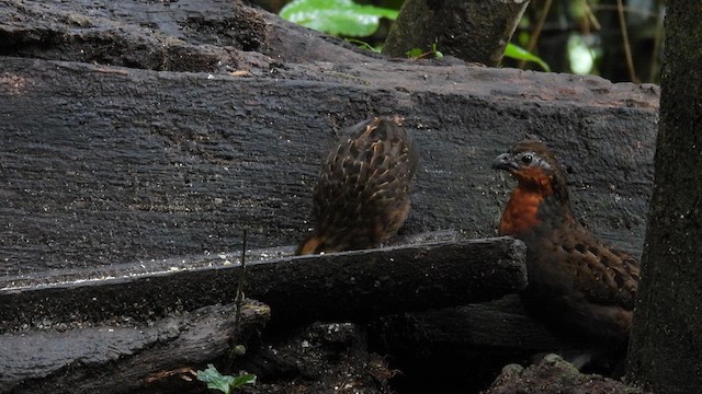 Chestnut Wood-Quail - ML633640390