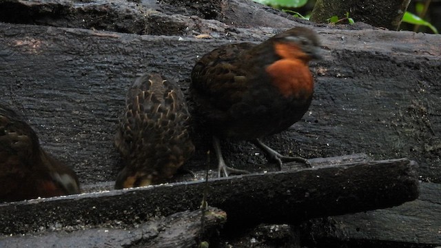 Chestnut Wood-Quail - ML633640392
