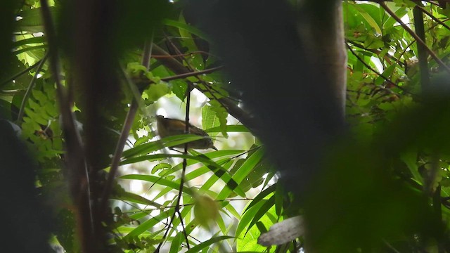 East Andean Antbird - ML633640396