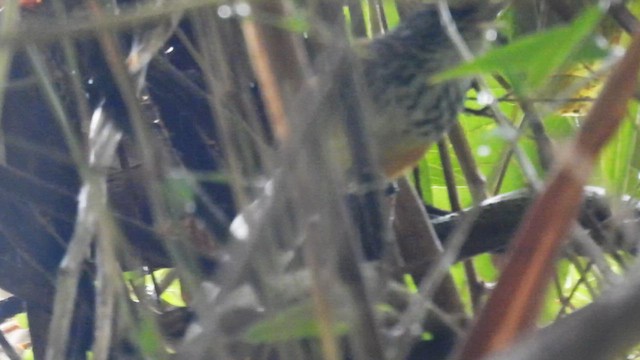 East Andean Antbird - ML633640397