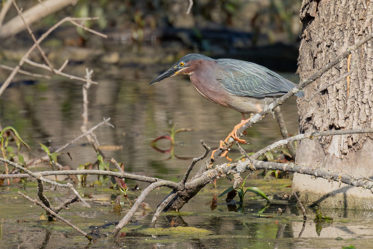 Green Heron - ML633640406