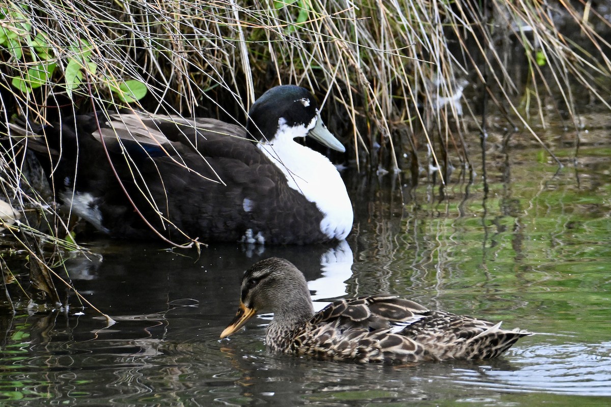 Mallard - ML633640446
