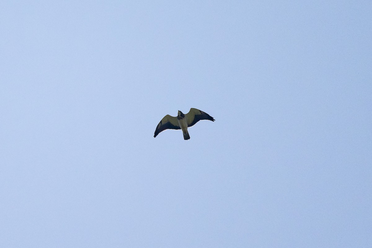Swainson's Hawk - ML633640458