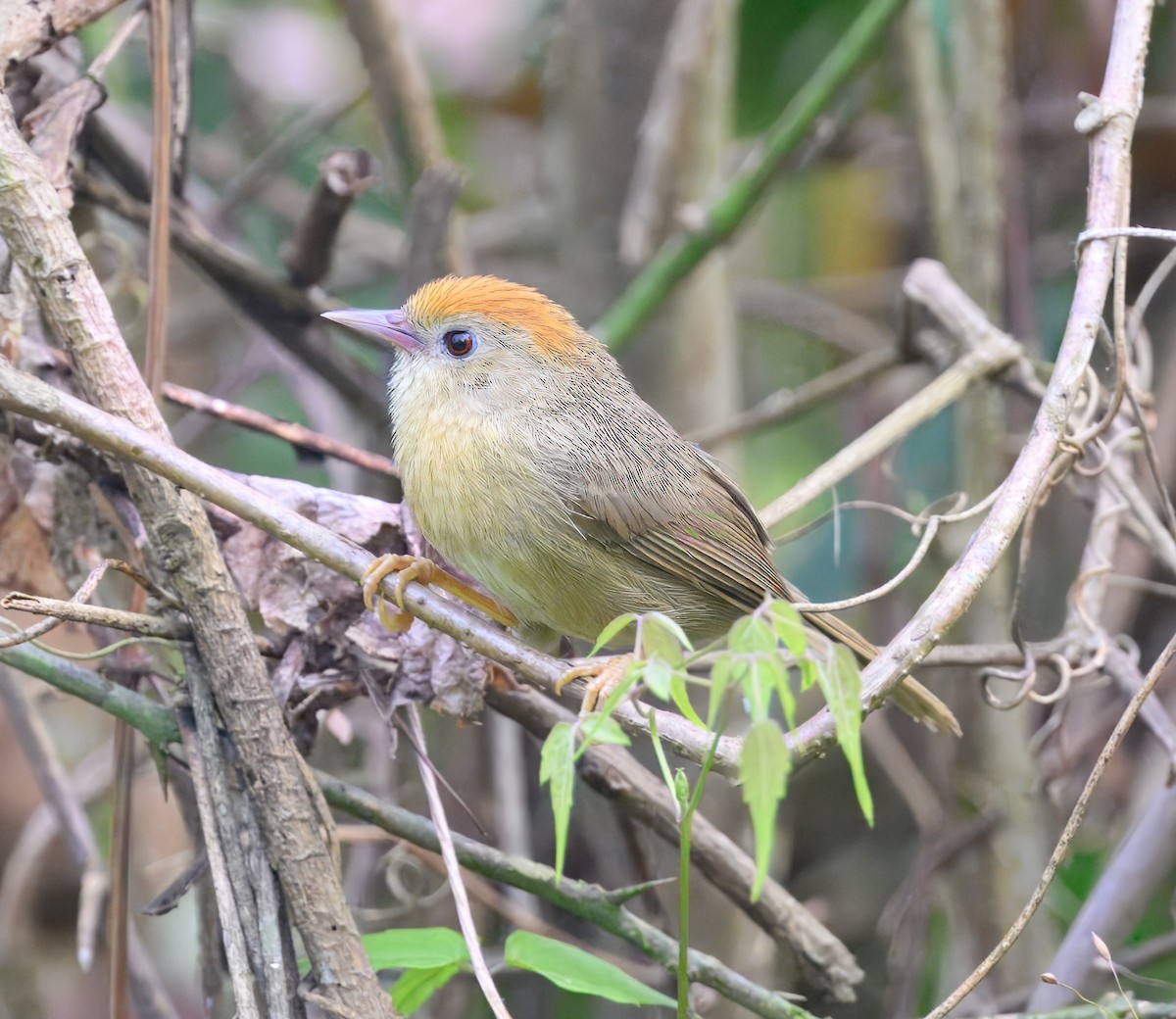 Rufous-fronted Babbler (Buff-chested) - ML633640528