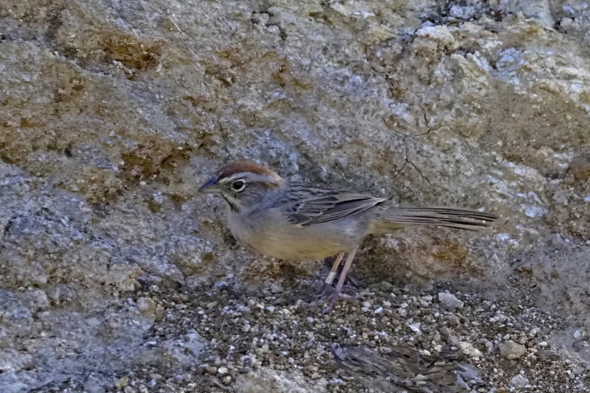 Rufous-crowned Sparrow - ML633640643