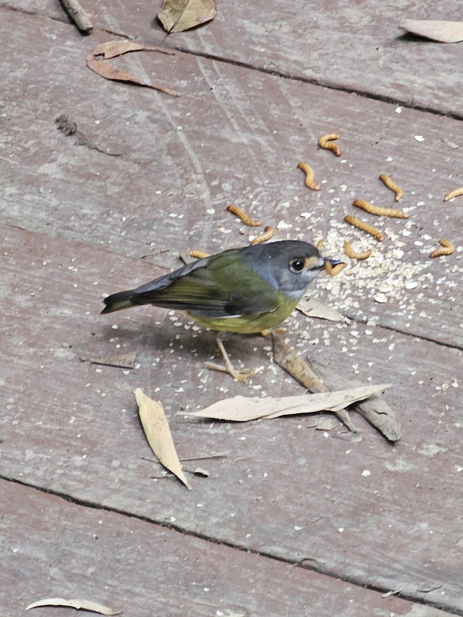 Pale-yellow Robin - ML633640648