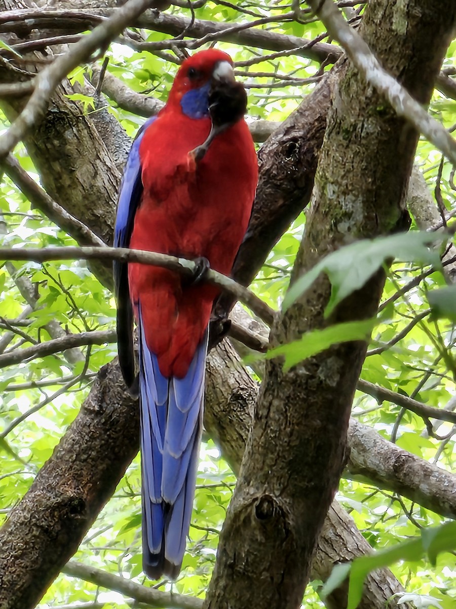 Crimson Rosella - ML633640805