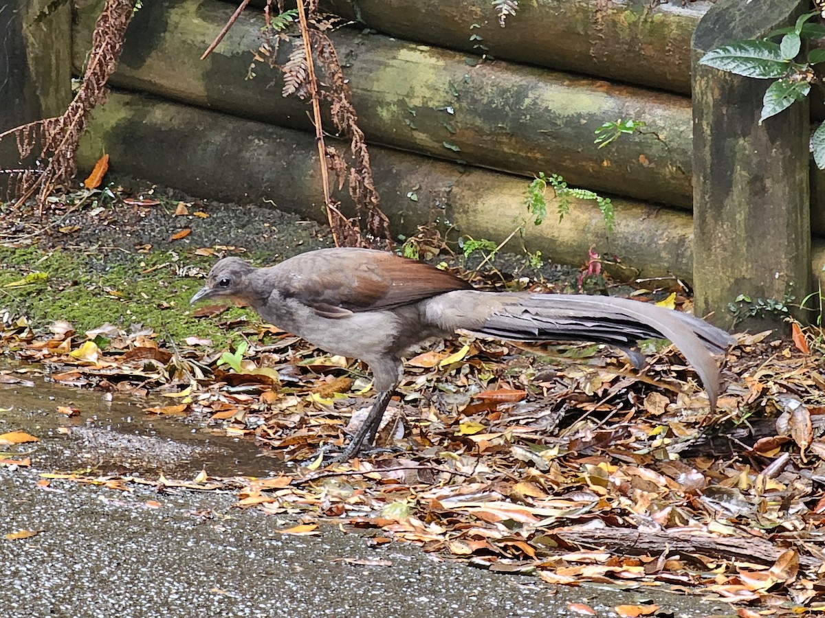 Superb Lyrebird - ML633640838