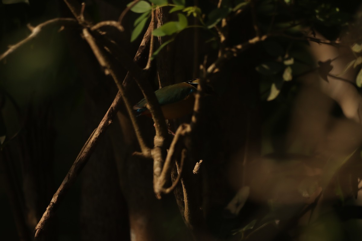 Indian Pitta - ML633640900