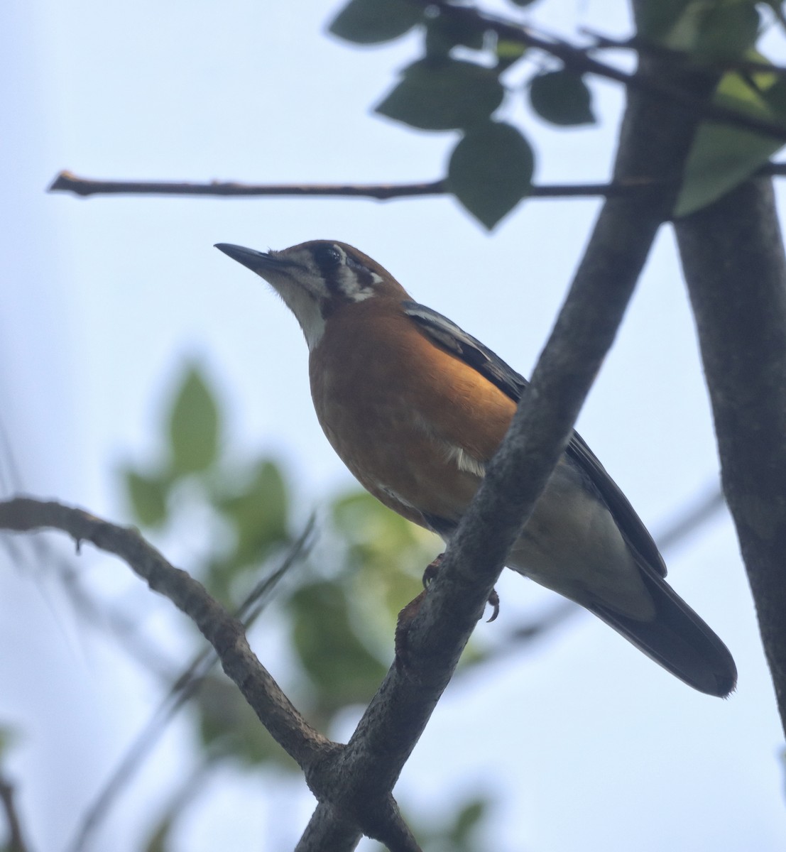Orange-headed Thrush - ML633640904