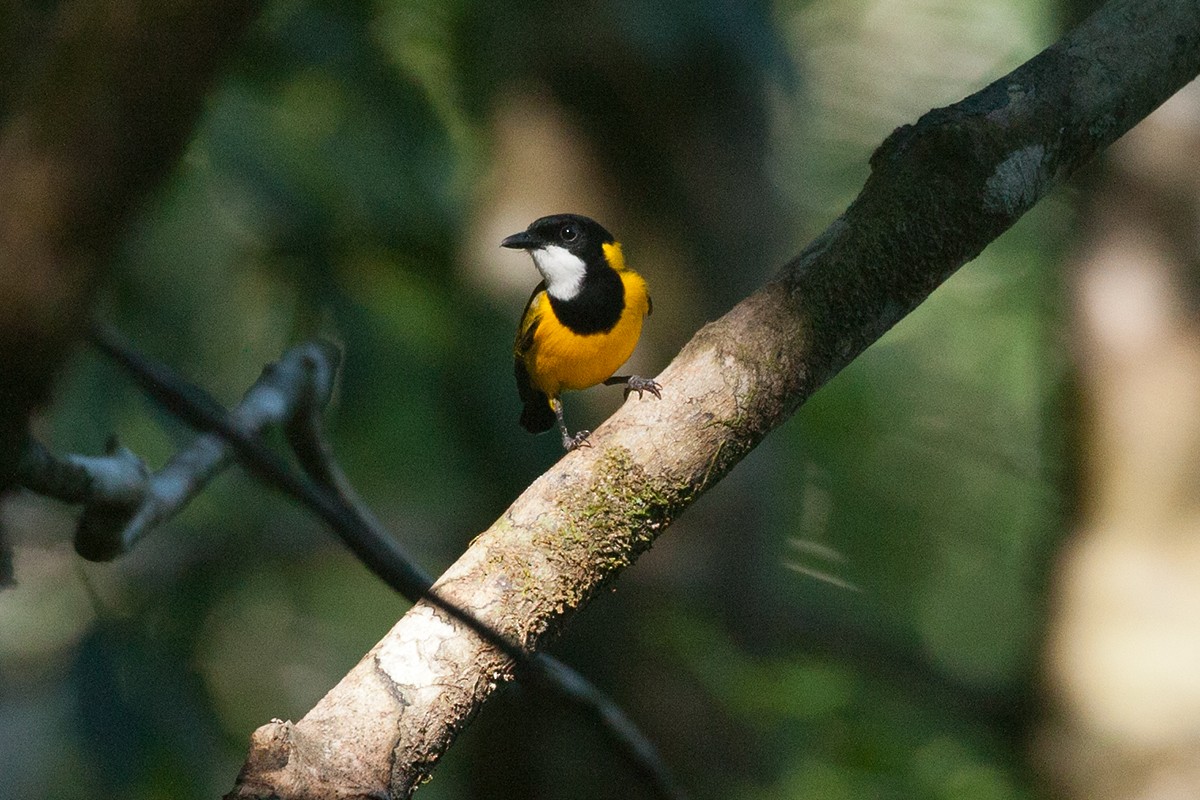 Bismarck Whistler - Tony Palliser