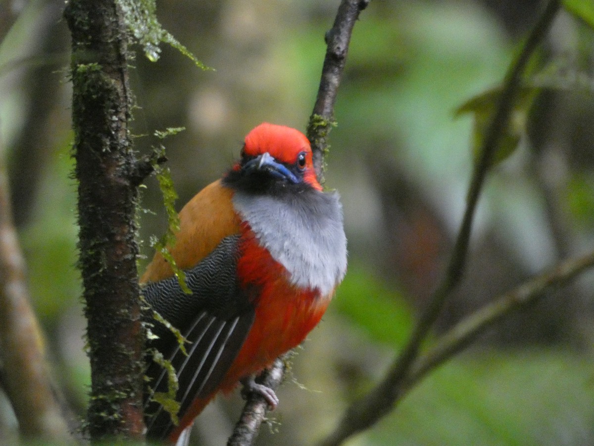rødhettetrogon - ML633640939
