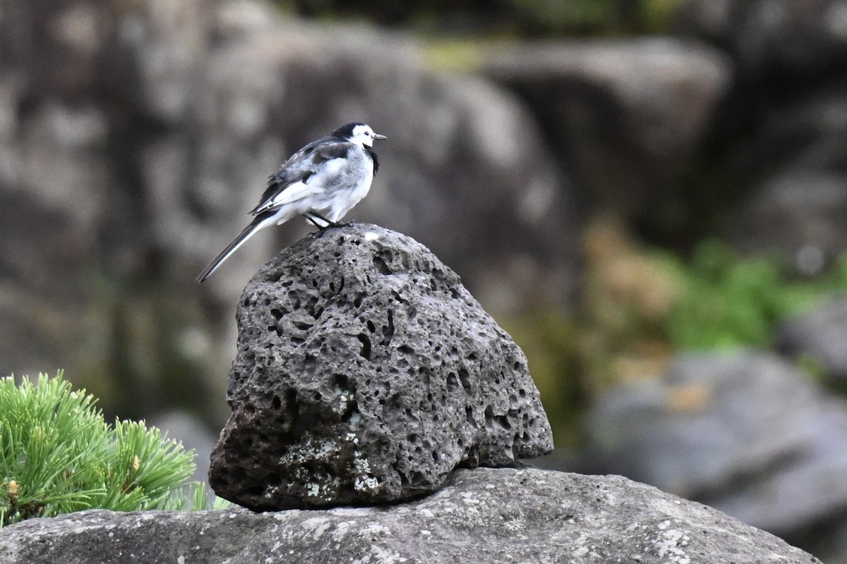 White Wagtail - ML633640960