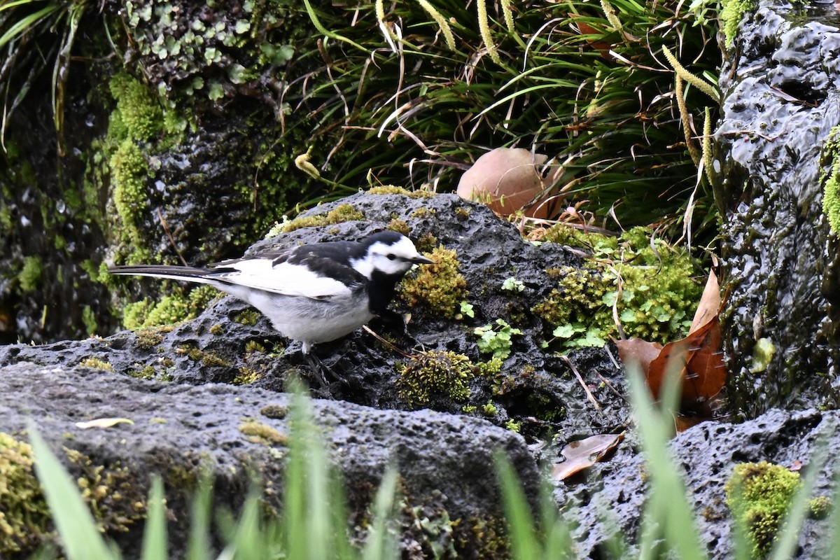 White Wagtail - ML633640961