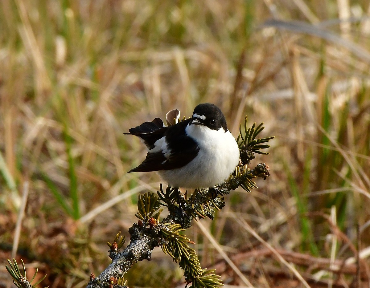 European Pied Flycatcher - ML633641121
