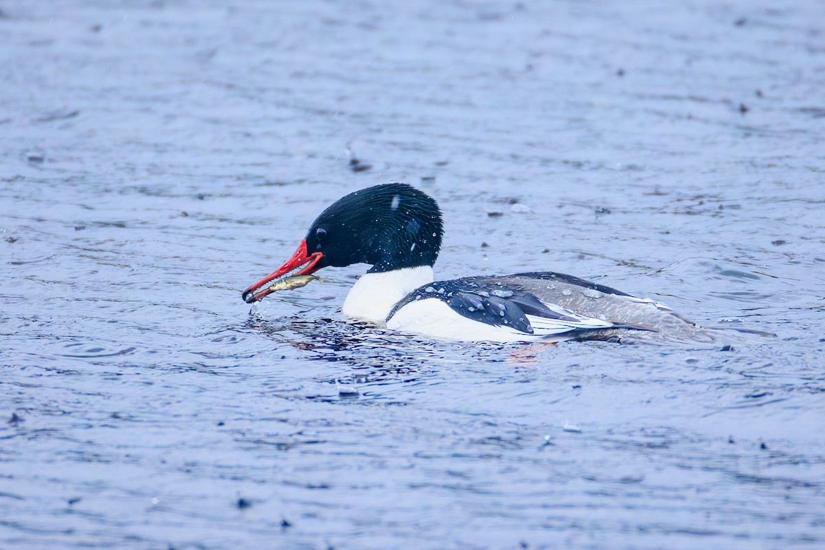 Common Merganser (North American) - ML633641275
