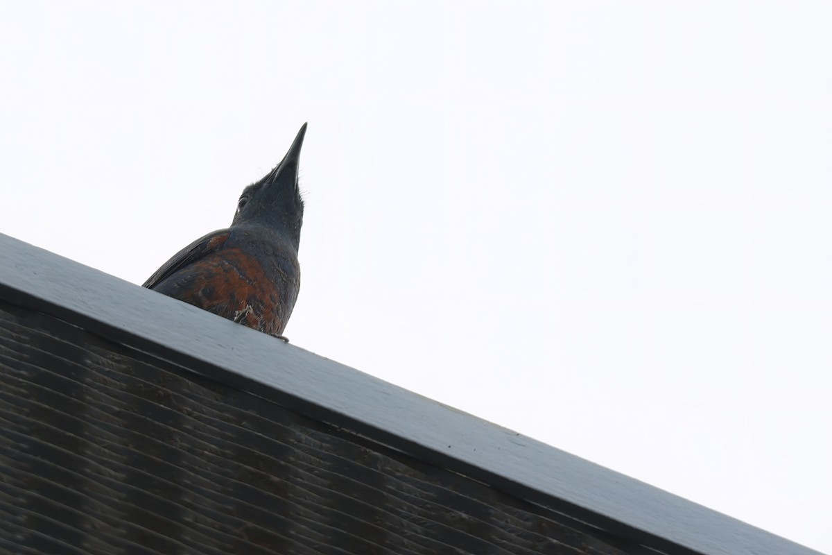 Blue Rock-Thrush - ML633641307