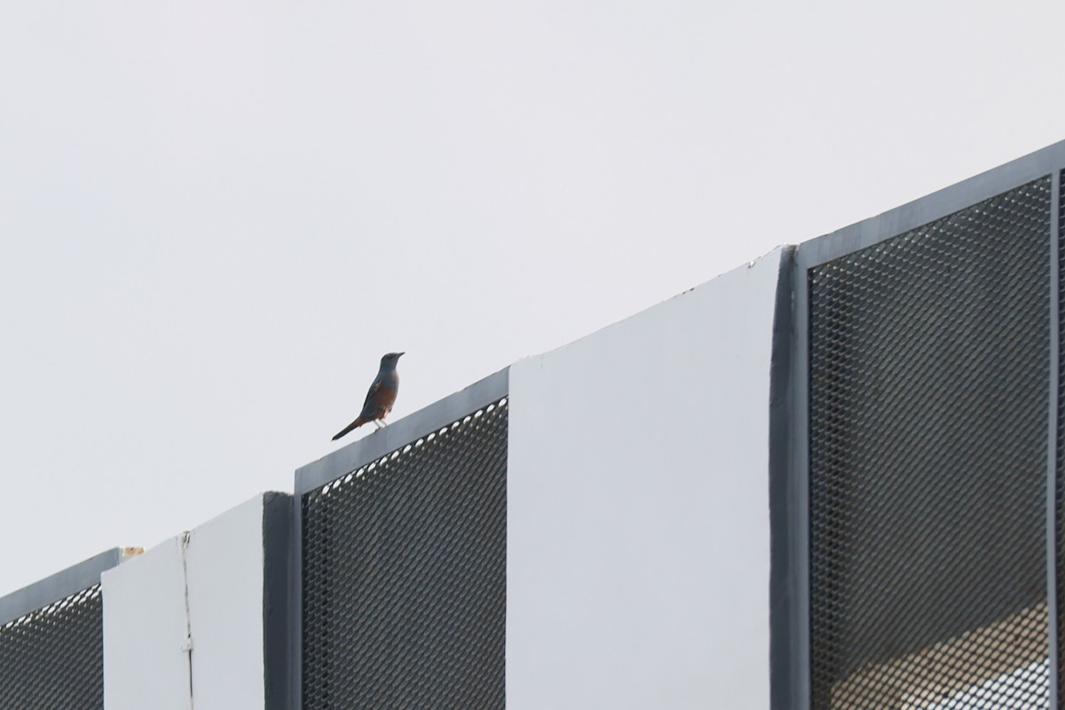 Blue Rock-Thrush - ML633641308