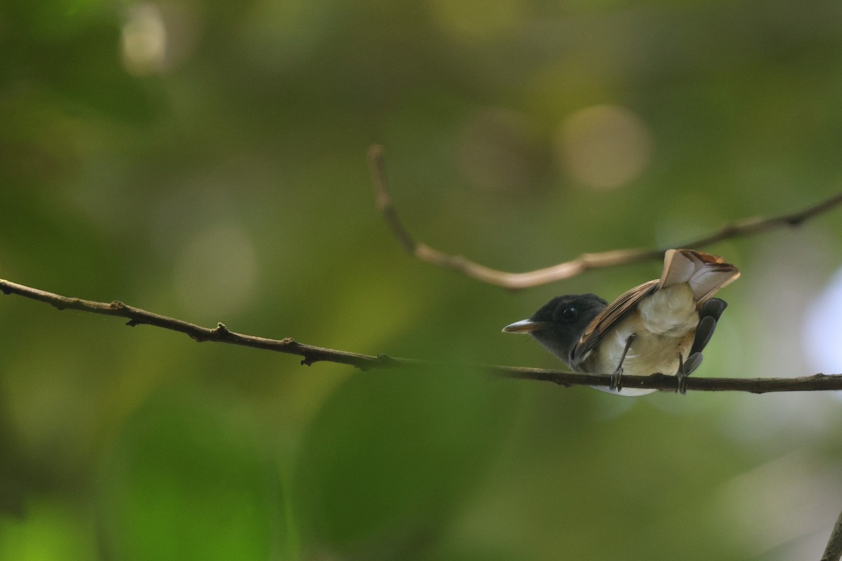 Black Paradise-Flycatcher - ML633641425