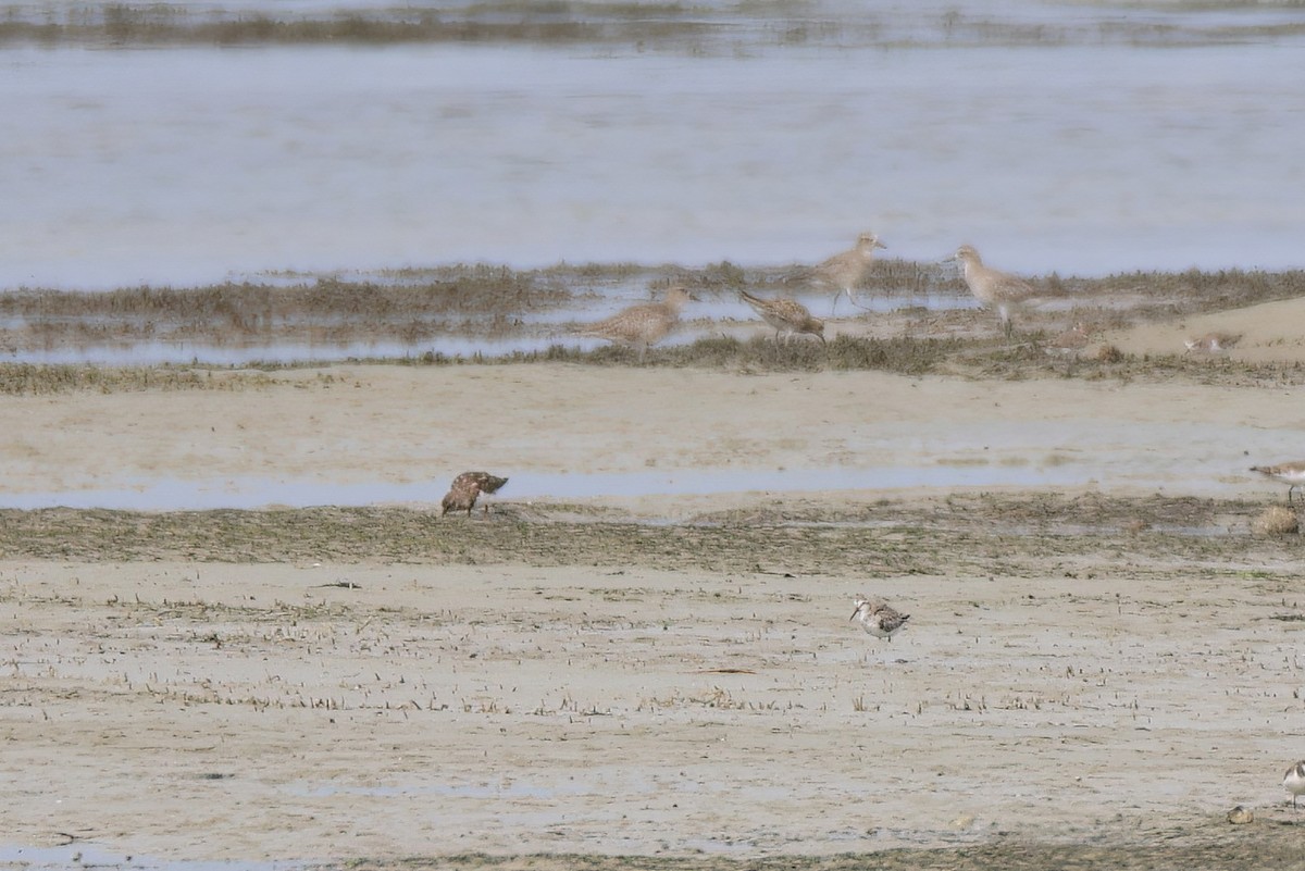 Сянби элсэг - ML633641482