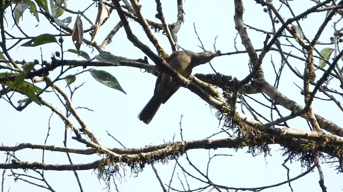 Ansorge's Greenbul - ML633641485