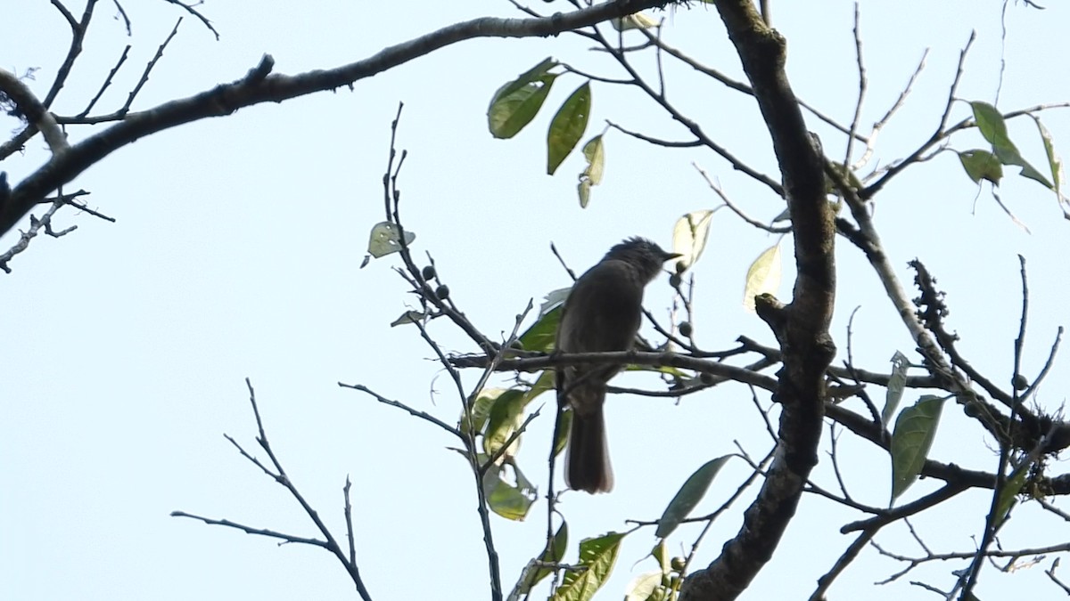 Ansorge's Greenbul - ML633641487