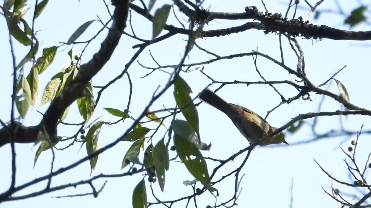 Ansorge's Greenbul - ML633641488