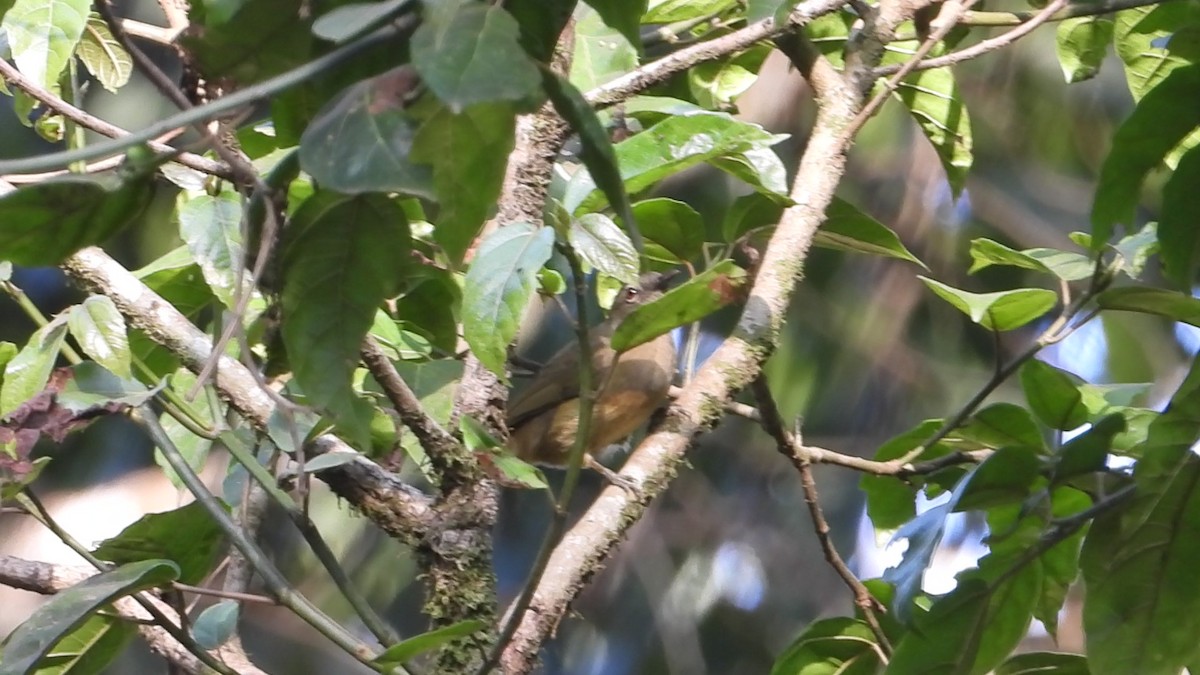 Ansorge's Greenbul - ML633641489