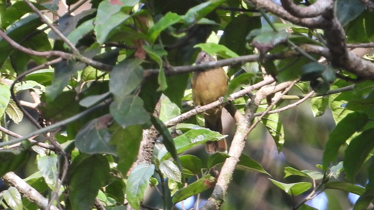 Ansorge's Greenbul - ML633641490