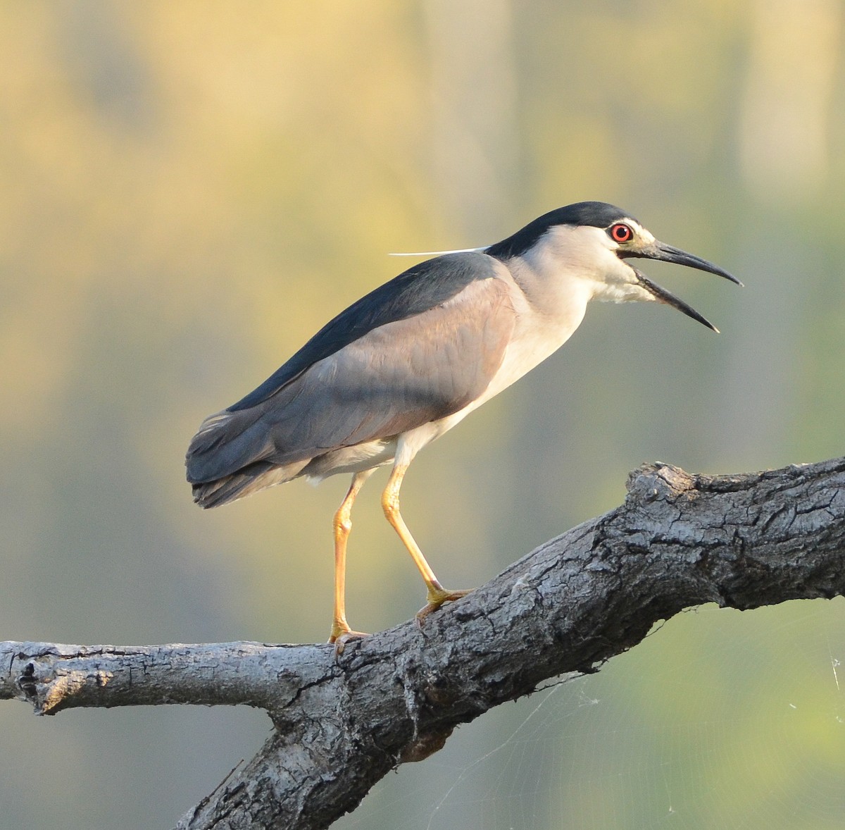 Black-crowned Night Heron - ML633641510