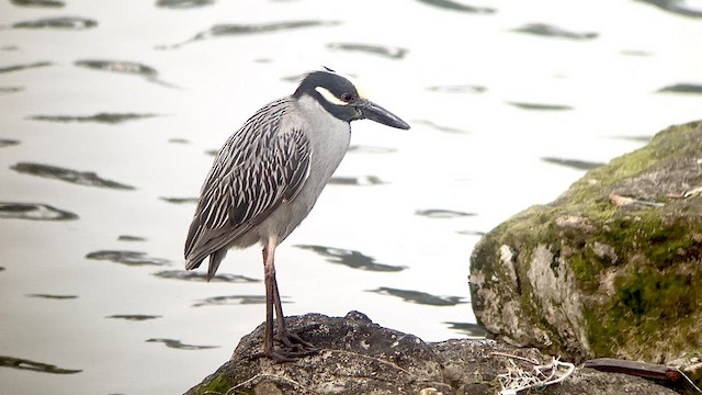 Yellow-crowned Night Heron - ML633641564