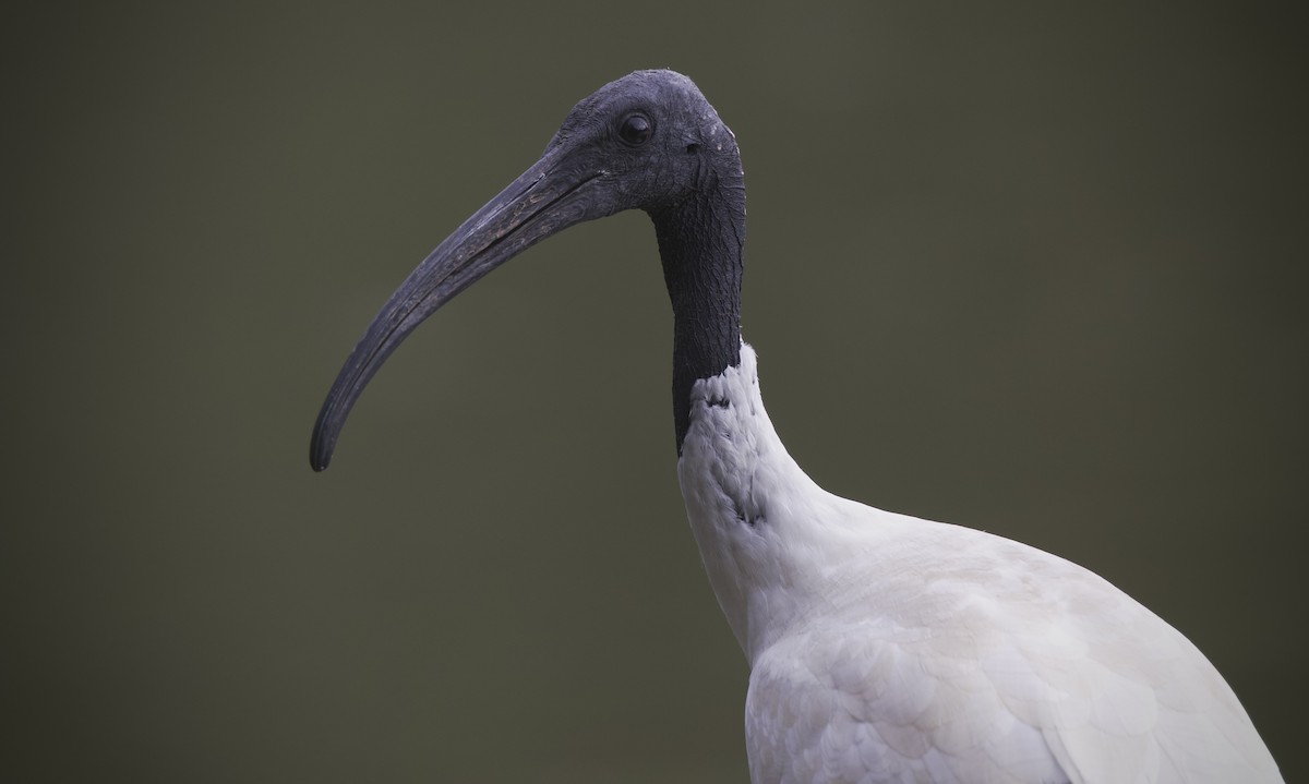 Ibis à cou noir - ML633641637