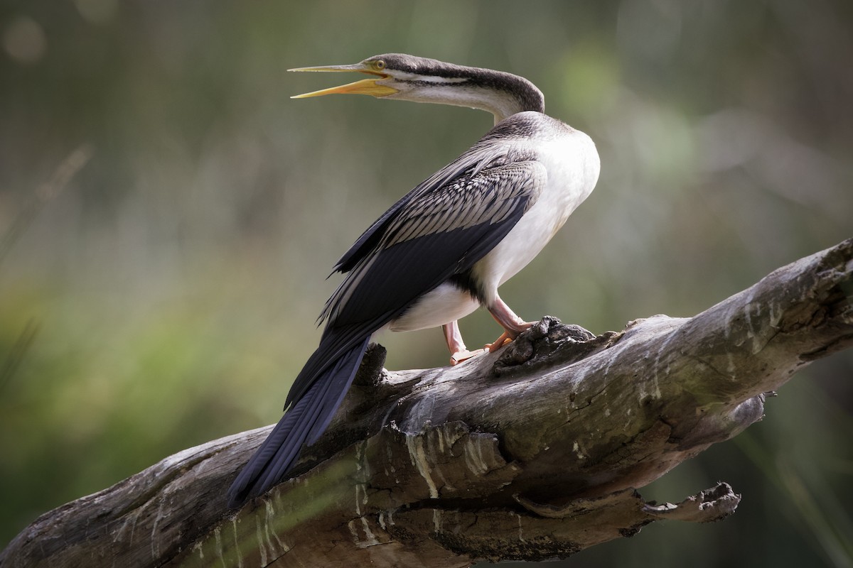 Anhinga d'Australie - ML633641644