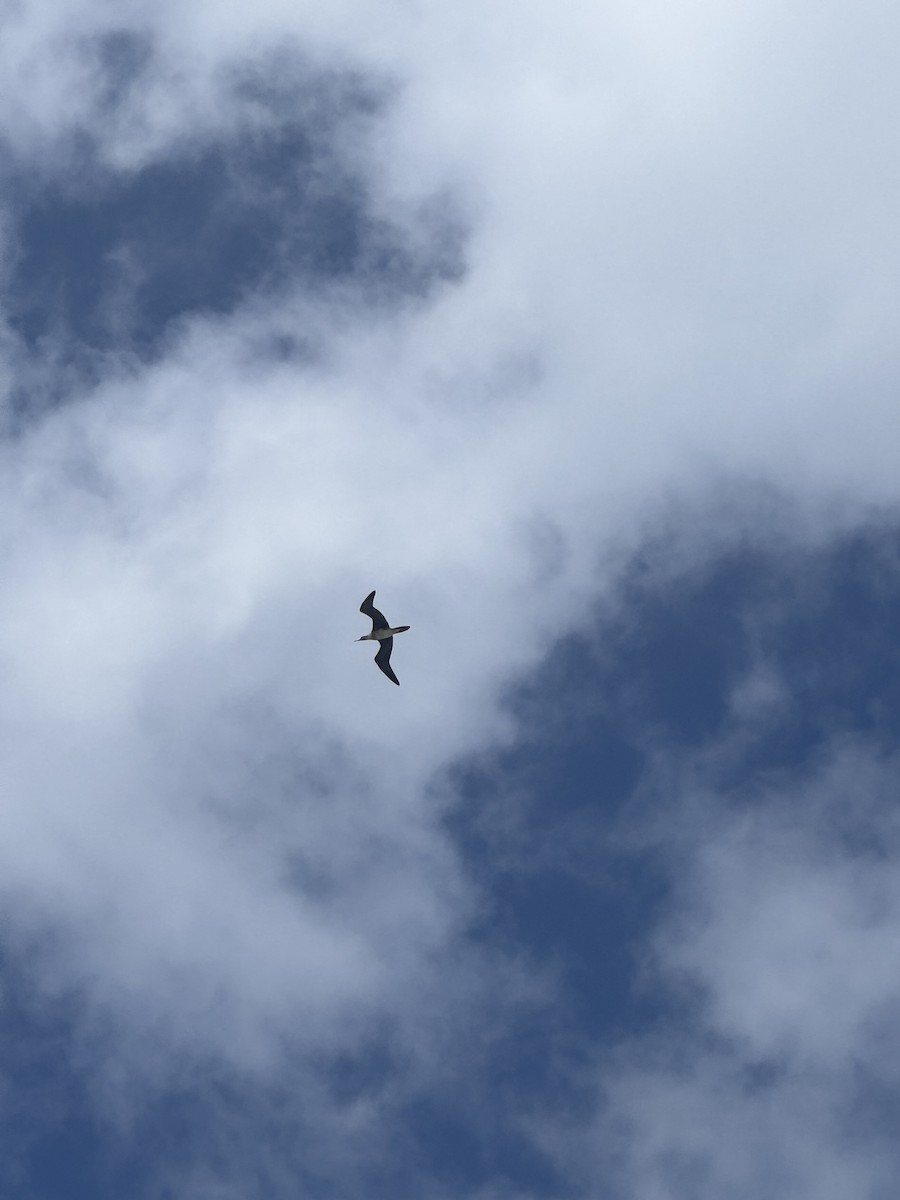 Red-footed Booby - ML633641666